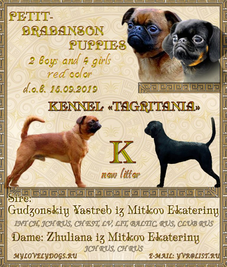 kennel Tagritania litter K питомник Тагритания помет К